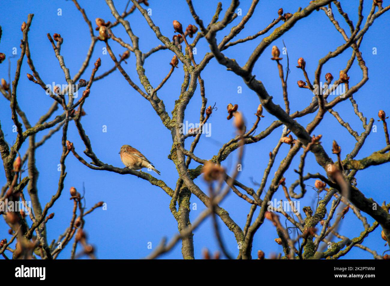 Un filet de sang, également appelé linnet ou finch de lin sur un arbre. Banque D'Images