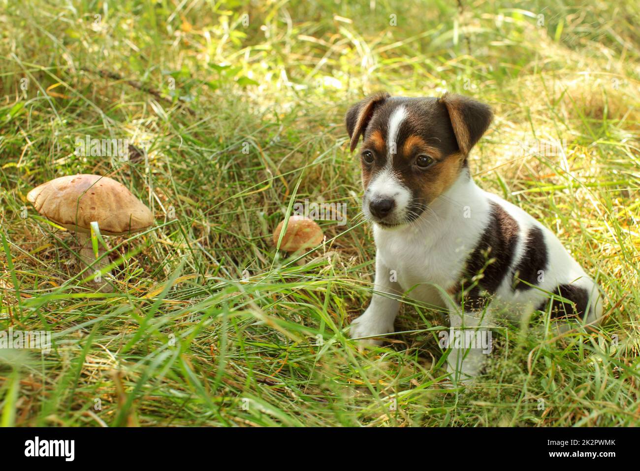 Jack Russell Terrier puppy en herbe à faible couvert forestier, éclairé par le soleil, deux tiges scaber champignons à côté d'elle. Banque D'Images