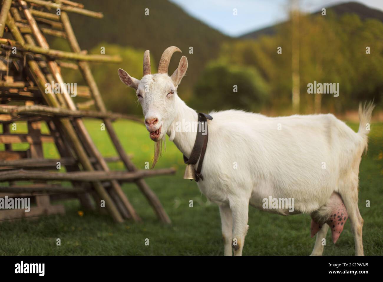 Chèvre à la recherche à l'autre, bouche ouverte, bêlements, soleil de l'après-midi allumé prairie derrière elle. Banque D'Images