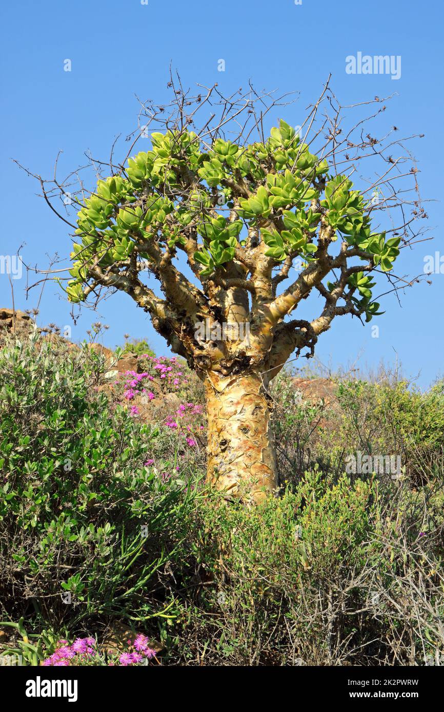 Butter bush - Afrique du Sud Banque D'Images