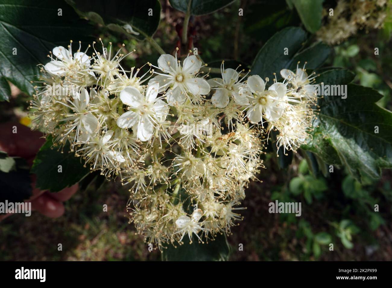 Schwedische Mehlbeere - Scandosorbus intermedia - Blüten und BlÃ¤tter Banque D'Images