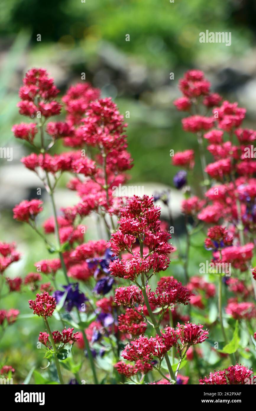 Sporrote nblume - Centranthus ruber, blühende Pflanze im naturanahen Garten Banque D'Images