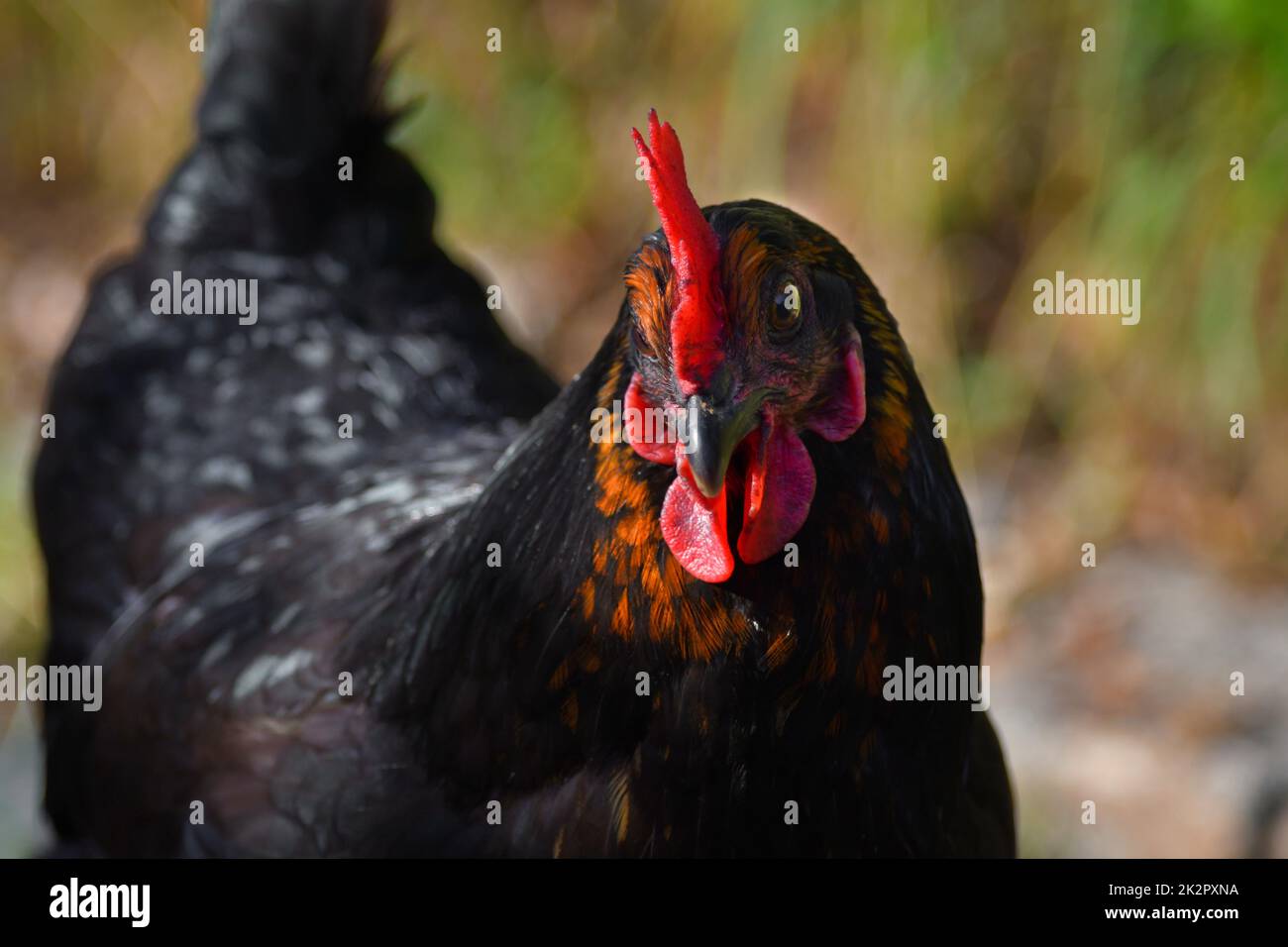 Portrait d'une poule noire et brune libre Banque D'Images