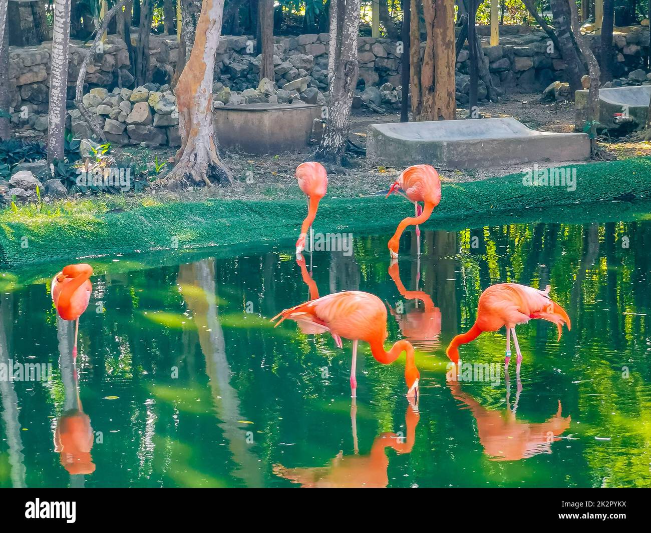 Flamants roses dans un lac d'étang dans un complexe de luxe au Mexique. Banque D'Images