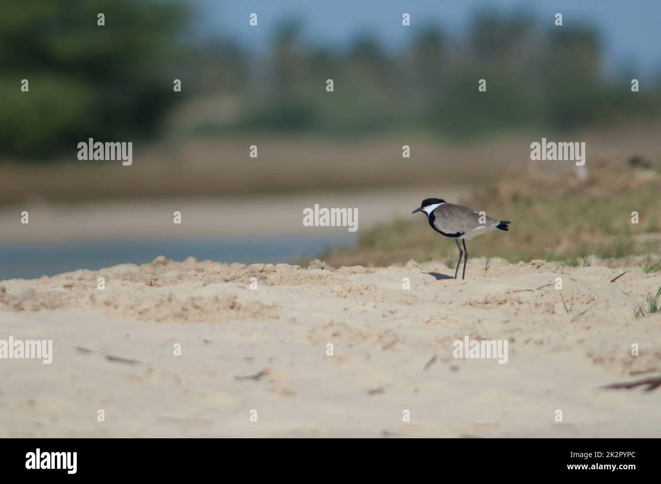 lapwing à ailes en forme de bras dans le parc national de Langue de Barbarie. Banque D'Images