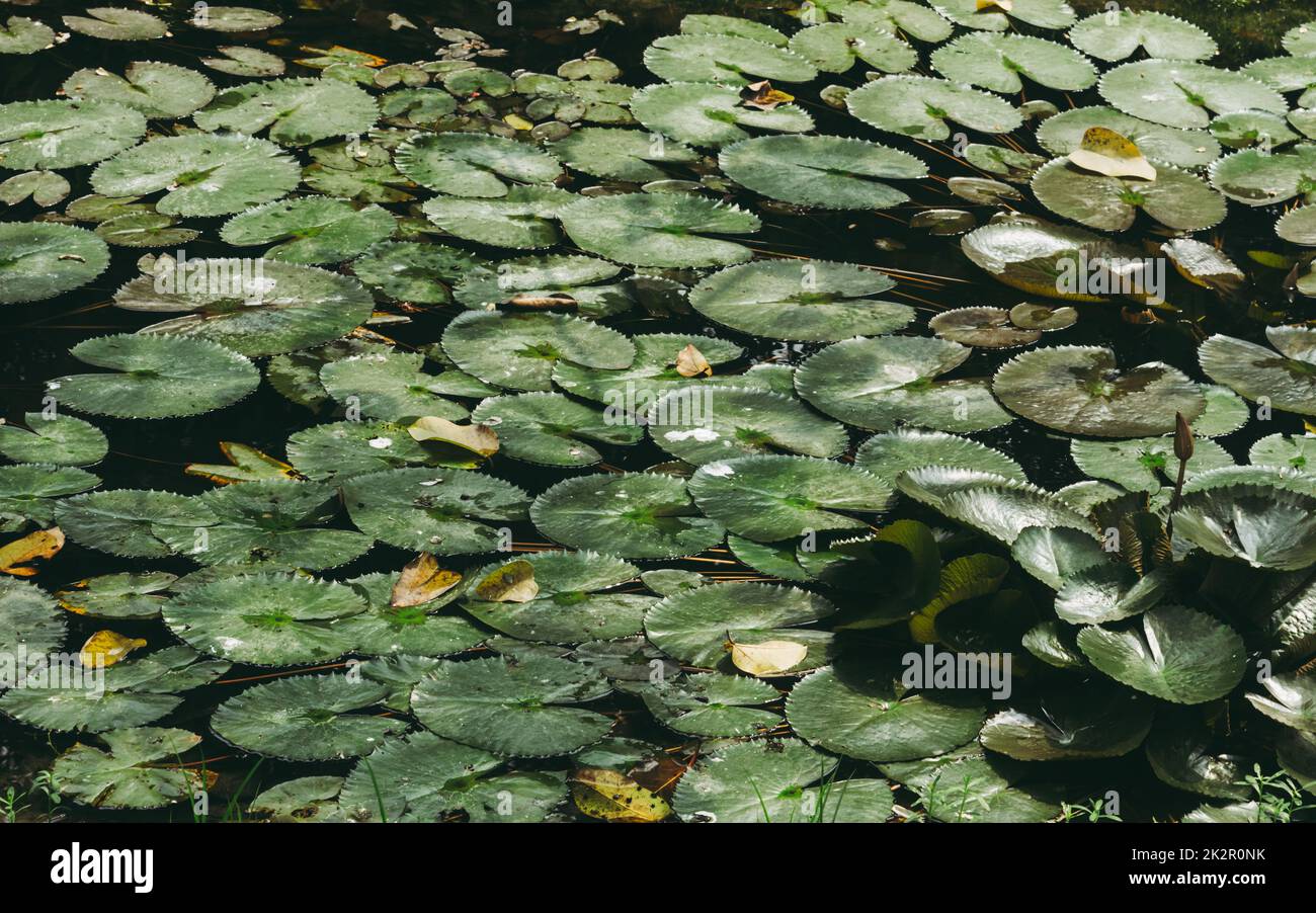 Des feuilles de nénuphars de Lotus indien remplissait la surface de l'eau de l'étang. Fond vert nature. Banque D'Images