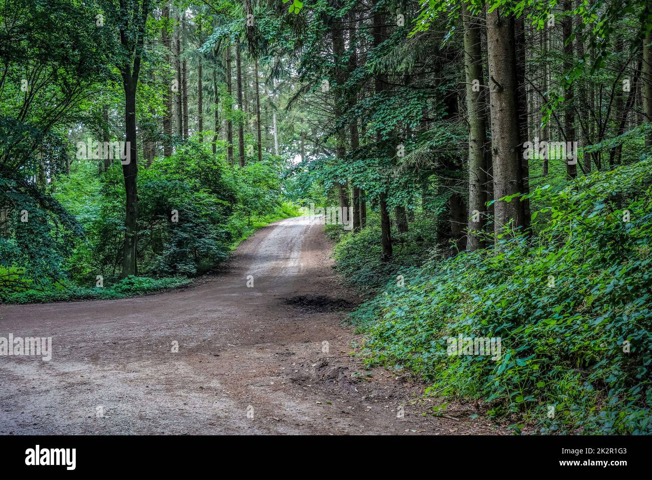 Vue mystérieuse sur un conte de fées dans une forêt magique bleu foncé avec de forts faisceaux de lumière Banque D'Images