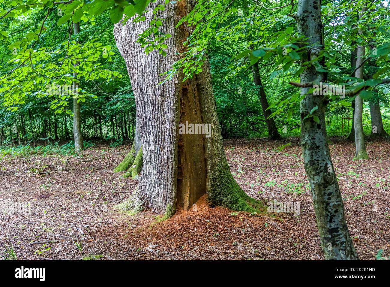 Vue mystérieuse sur un conte de fées dans une forêt magique bleu foncé avec de forts faisceaux de lumière Banque D'Images