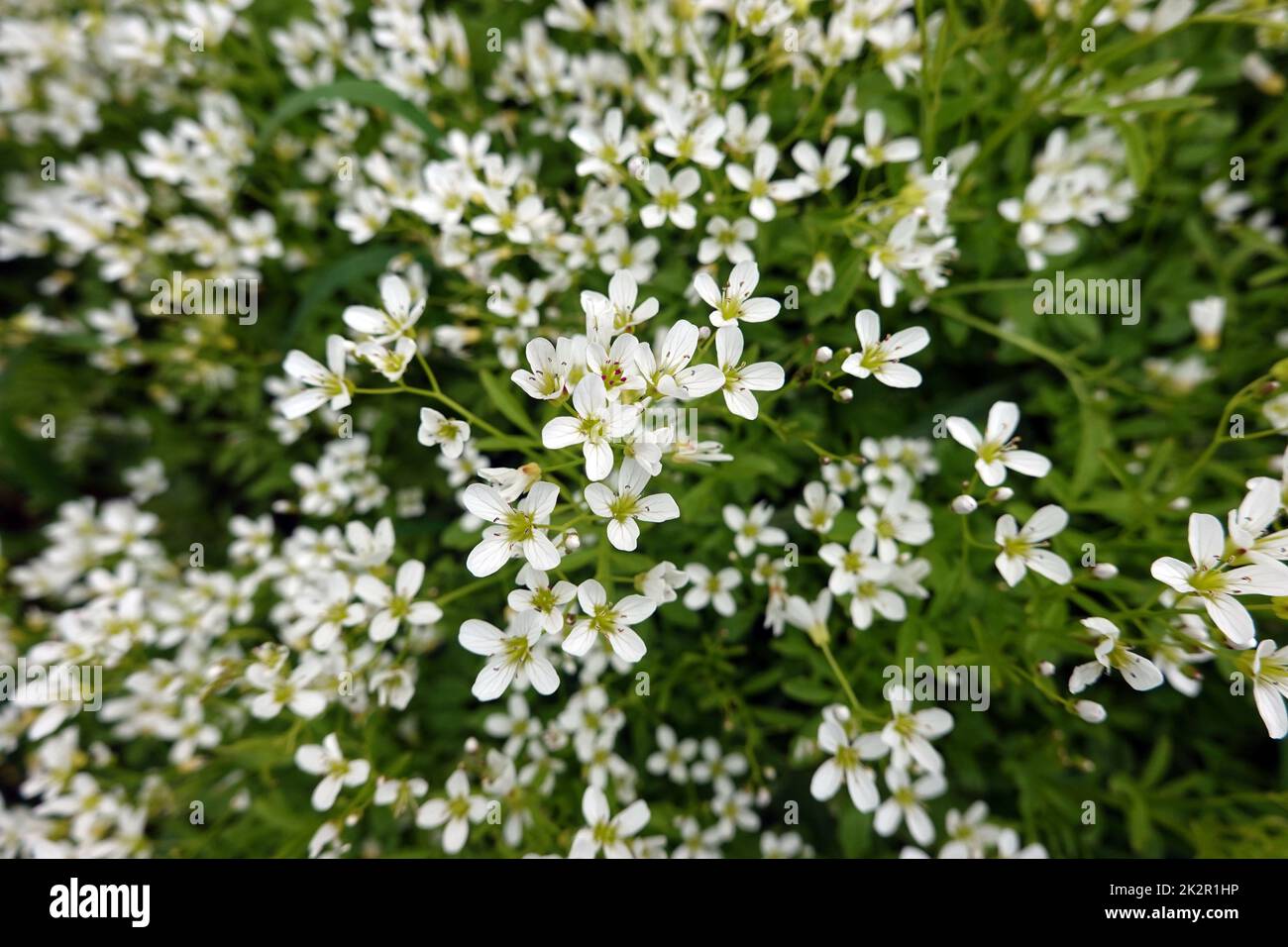 Bitteres Schaumkraut (Cardamine amara), auch Falsche Brunnenkresse oder Bitterkresse Banque D'Images