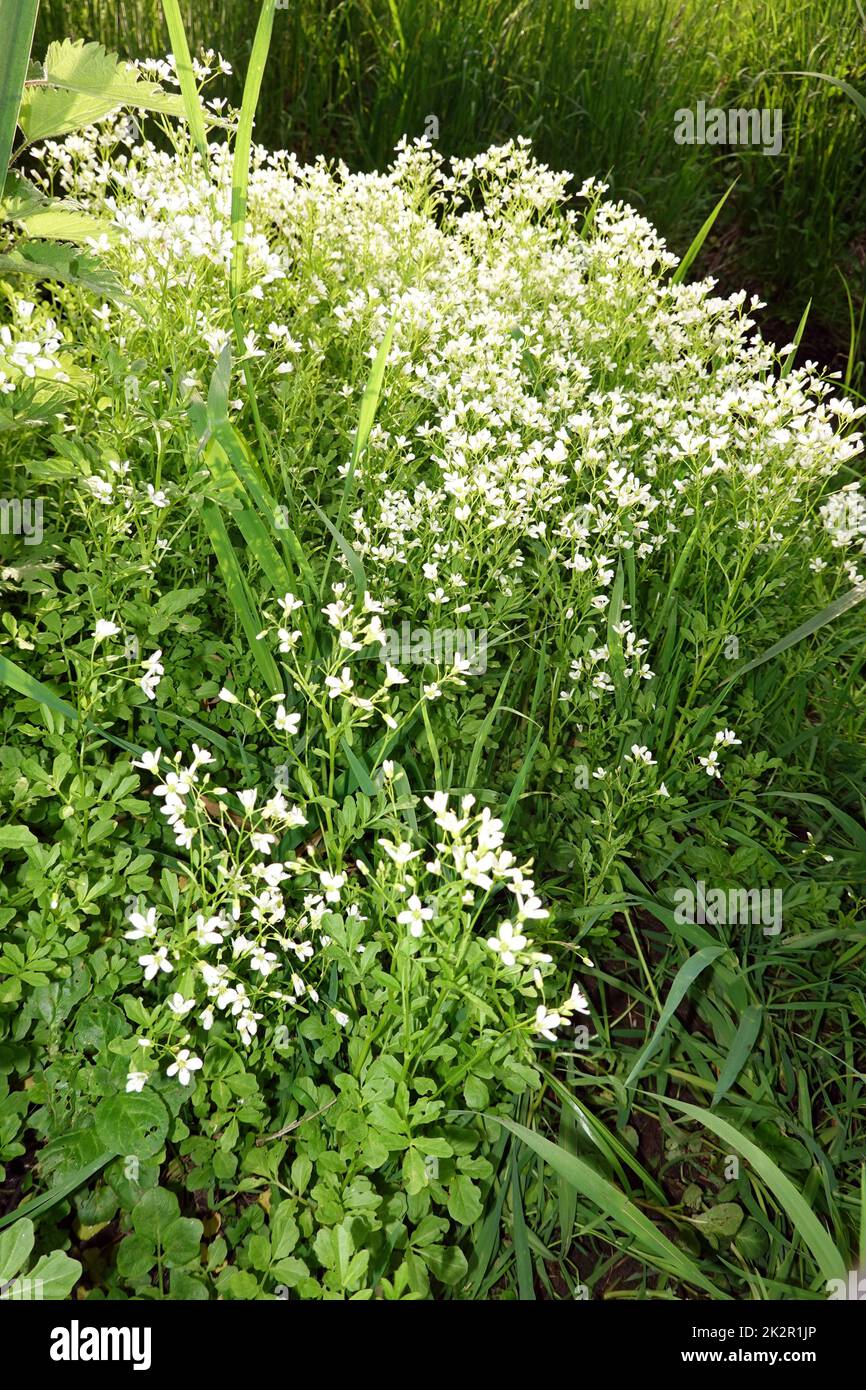 Bitteres Schaumkraut (Cardamine amara), auch Falsche Brunnenkresse oder Bitterkresse Banque D'Images