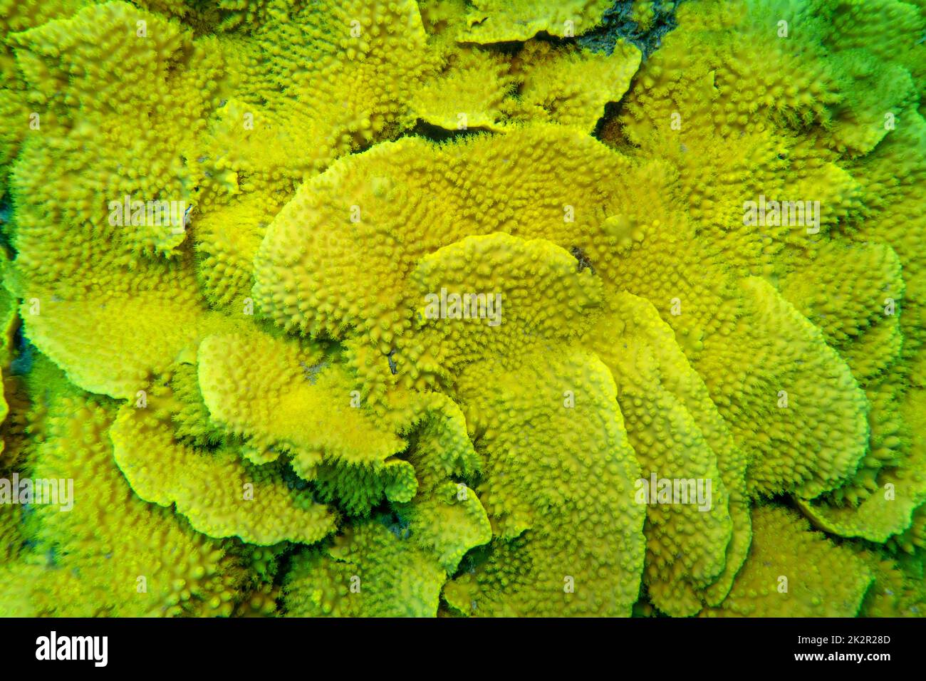 Corail pittoresque et coloré au fond de la mer tropicale, salade de corail jaune (Turbinaria mesenterina), paysage sous-marin Banque D'Images