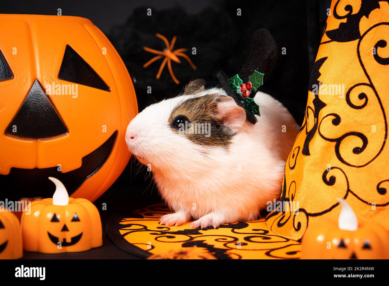 Un cobaye blanc est assis près d'une citrouille et d'un chapeau de sorcière sur un fond noir. Les animaux célèbrent Halloween Banque D'Images