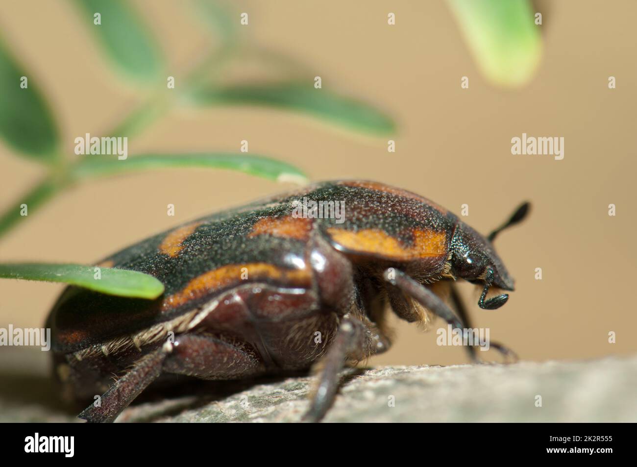 Un chamaker de sorgho Pachnoda interrupta sur une branche. Banque D'Images