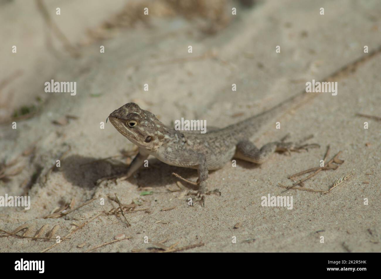 Agama commun Agama agama sur le sable. Banque D'Images