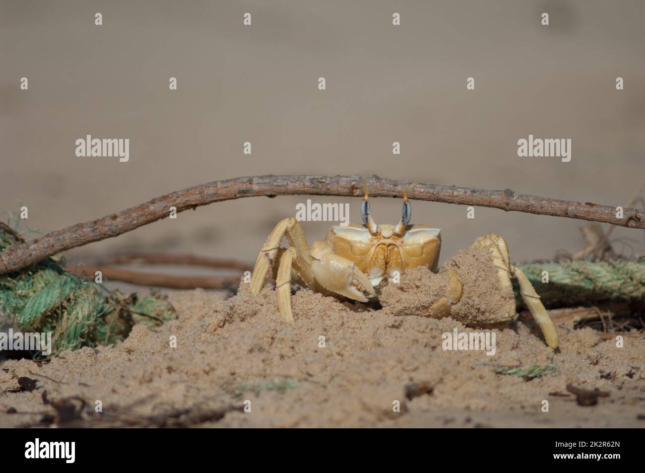 Crabe fantôme construire un tunnel comme refuge. Banque D'Images