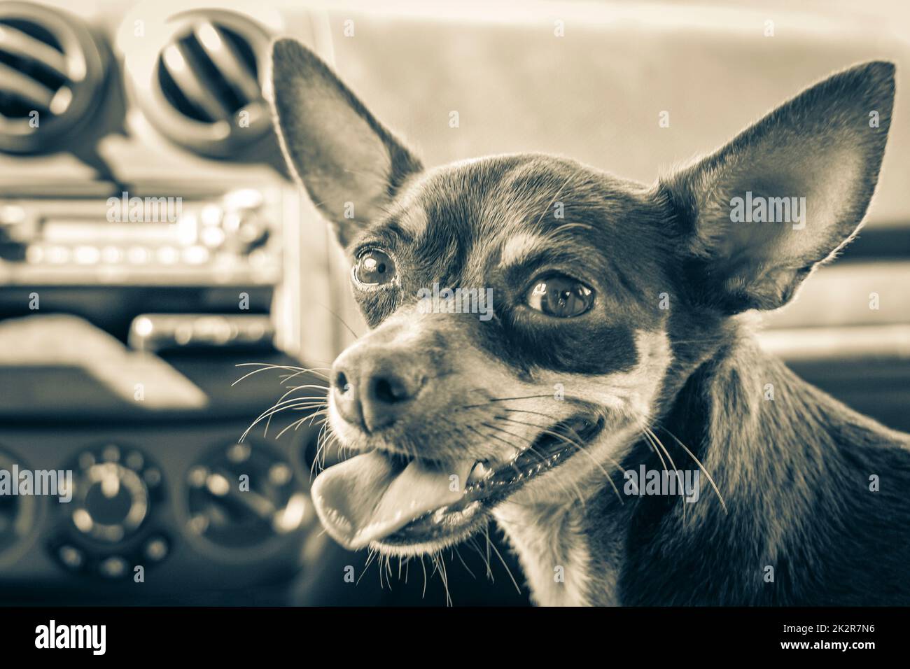 Très heureux et joyeux chien de terrier russe Tulum Mexique. Banque D'Images