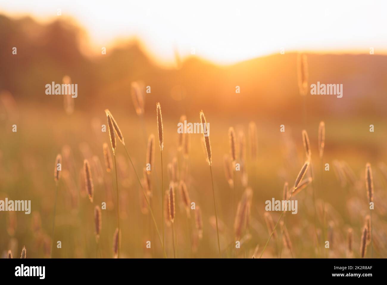 Belle prairie de fleurs avec herbes de soleil Banque D'Images