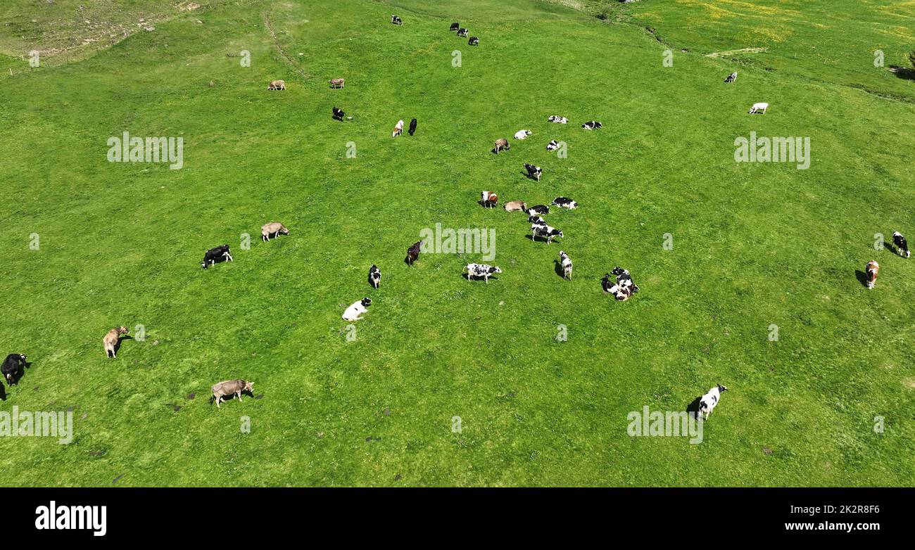 Photo aérienne avec drone de vaches laitières de différentes races sur un pré en bavière Banque D'Images