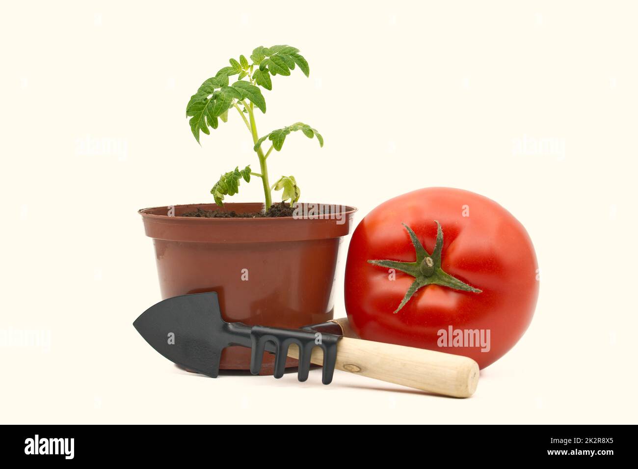 Petites pousses de plantules de tomates vertes dans le pot brun Banque D'Images