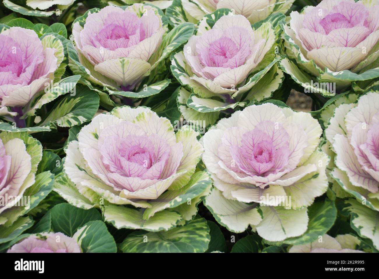 Chou ornemental dans jardin botanique, fleurs et plantes, environnement Banque D'Images