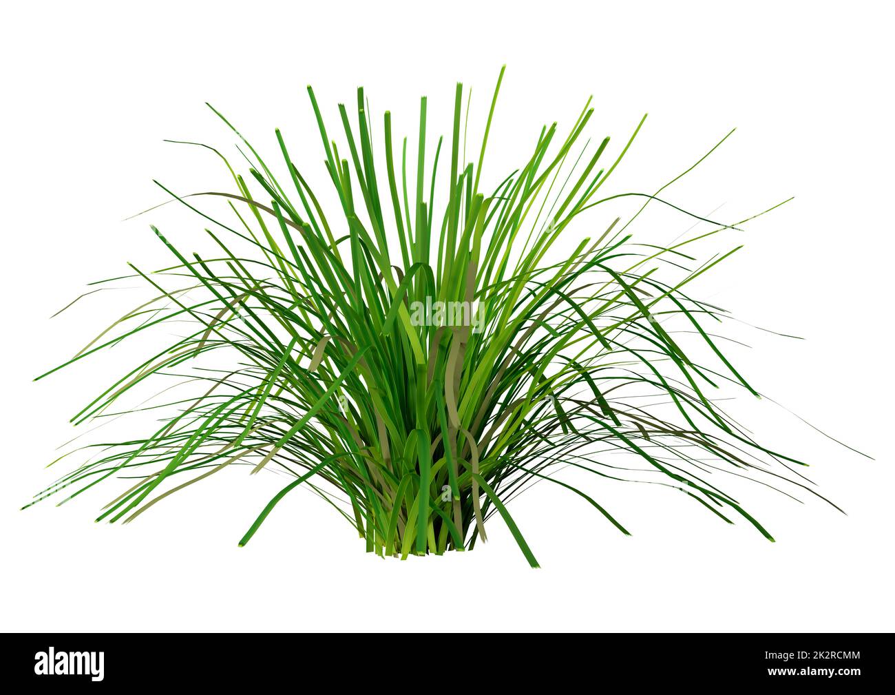 3D rendu de l'herbe Lomandra sur blanc Banque D'Images