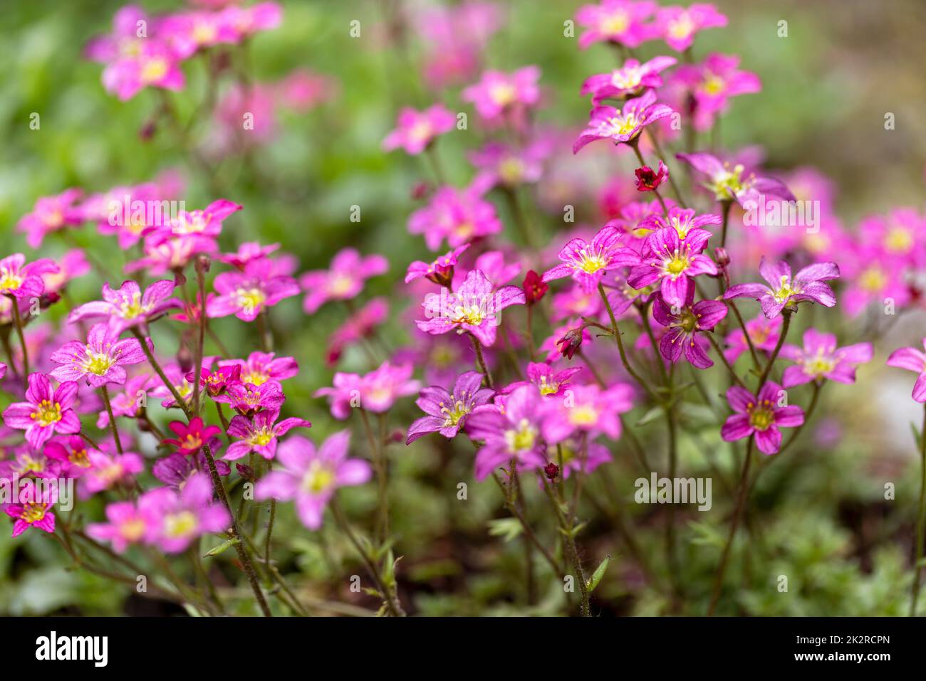 Fleurs de printemps roses de saxifraga Ã— arendsii fleurir dans le jardin de roche, gros plan Banque D'Images