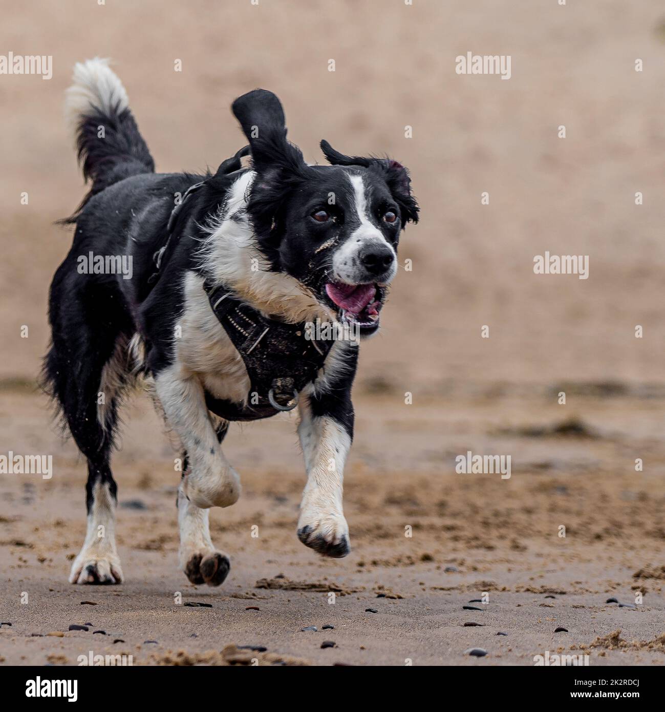 border collie attrape et récupère du ballon sur la plage de saltburn, dans le nord du yorkshire, au royaume-uni Banque D'Images