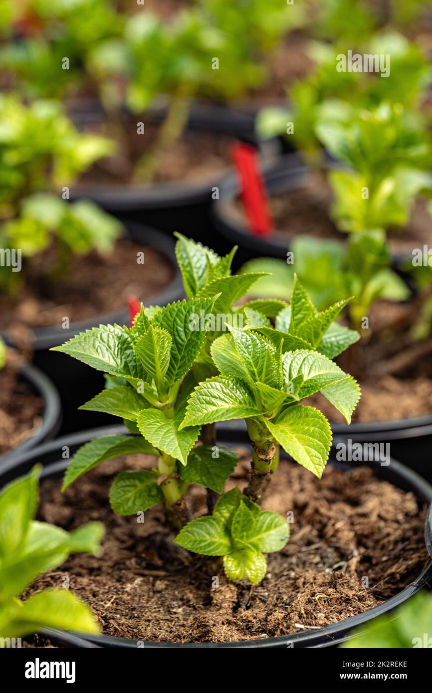 Gros plan de petits semis de fleurs de dahlia Banque D'Images