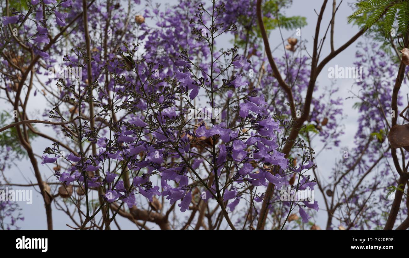 Jacaranda en fleurs un bel arbre avec des fleurs violettes. Jacaranda arbre en fleur. Printemps en Israël Banque D'Images