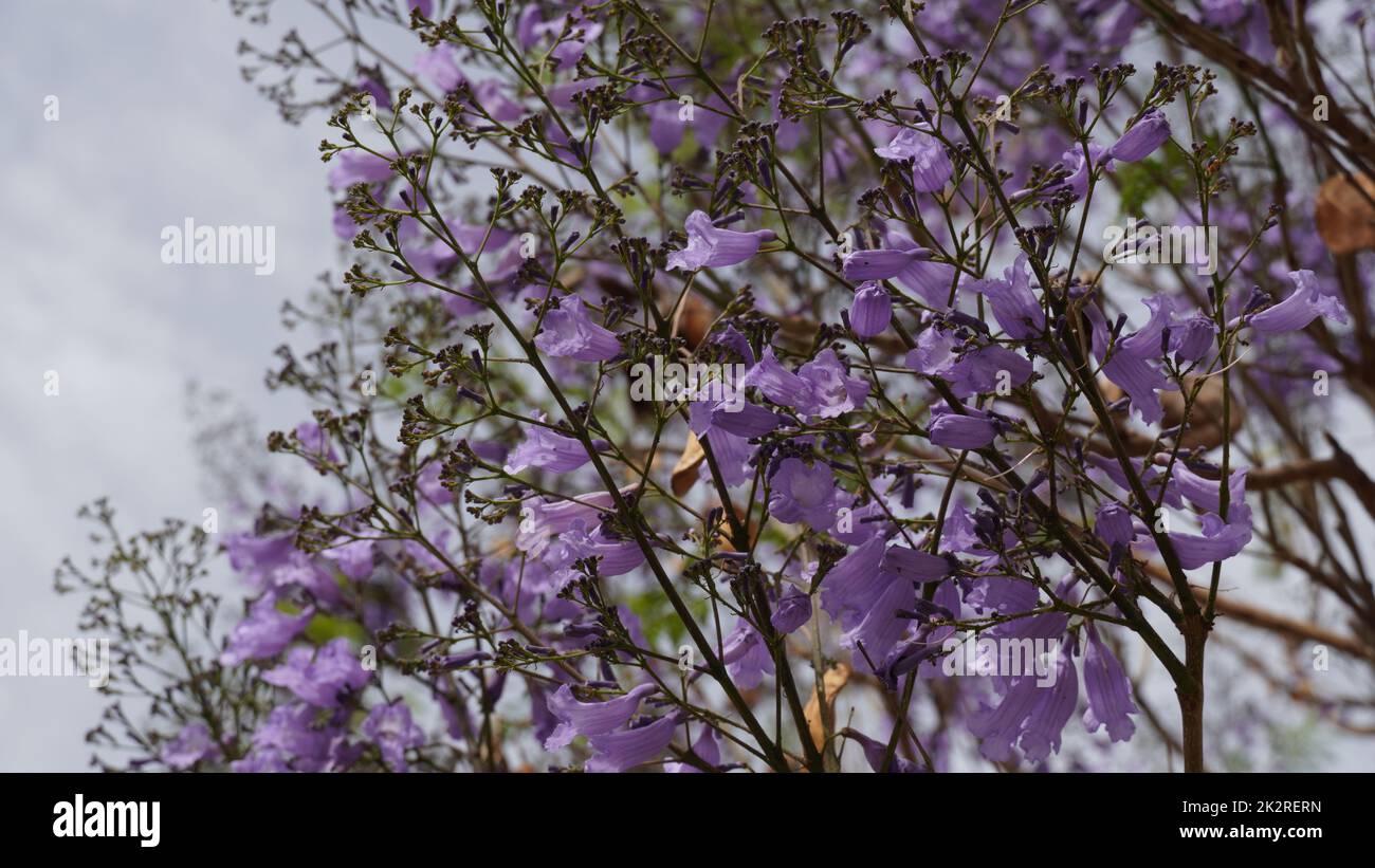 Jacaranda en fleurs un bel arbre avec des fleurs violettes. Jacaranda arbre en fleur. Printemps en Israël Banque D'Images