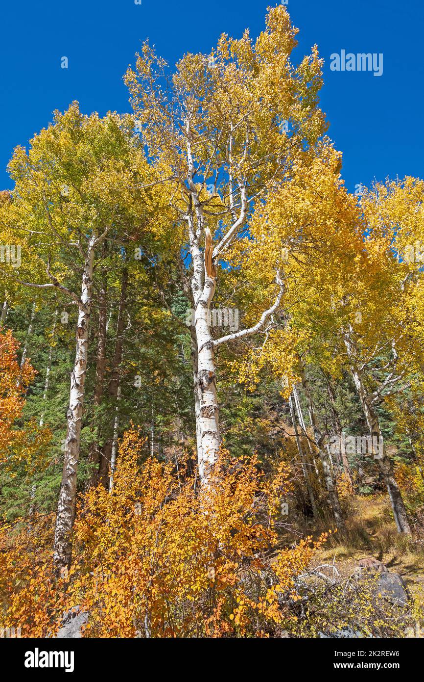 Des feuilles jaunes spectaculaires sur un Aspen en automne Banque D'Images