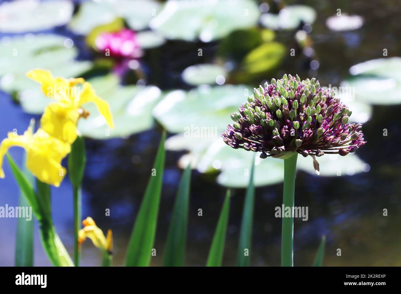 Sternkugel-Lauch (Allium cristophii) - Blütenstand kurz vor dem Aufblühen Banque D'Images