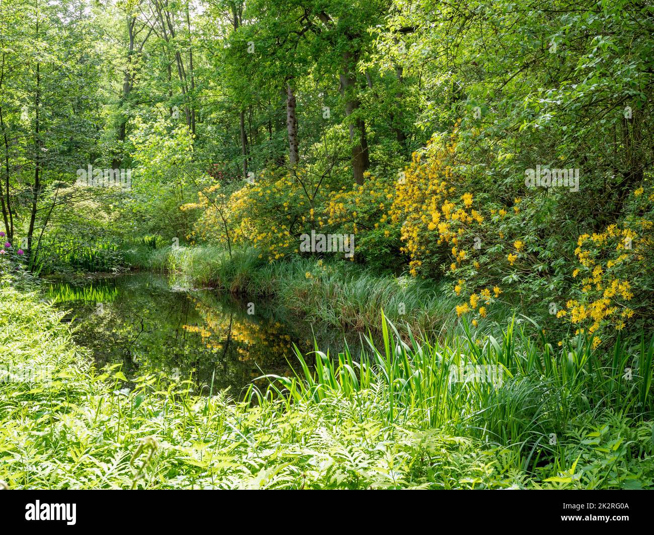 Étang dans un bois entouré de végétation verte et de fleurs jaunes Banque D'Images