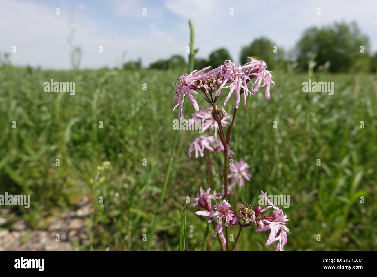 Kuckucks-Lichtnelke (Silene flos-cucuci, Syn. Lychnis flos-cucuci) Banque D'Images