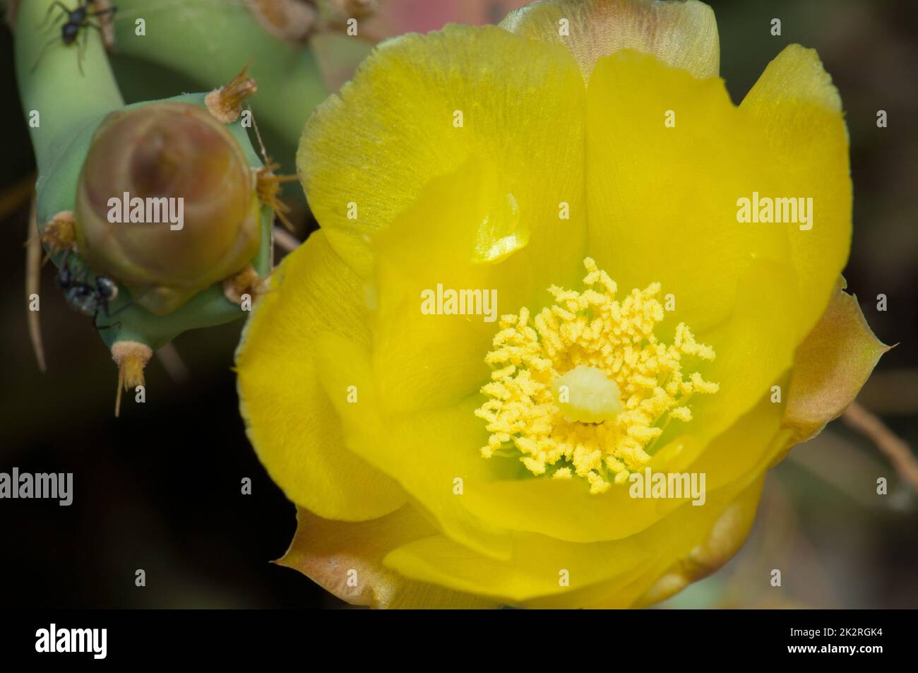 Fleur de poire épineuse Opuntia sp dans le parc national de la Langue de Barbarie. Banque D'Images