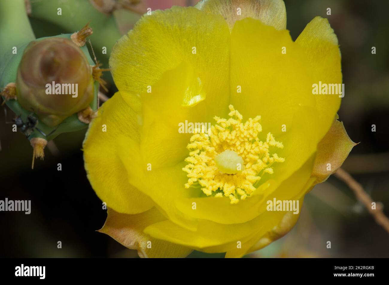 Fleur de poire épineuse Opuntia sp dans le parc national de la Langue de Barbarie. Banque D'Images