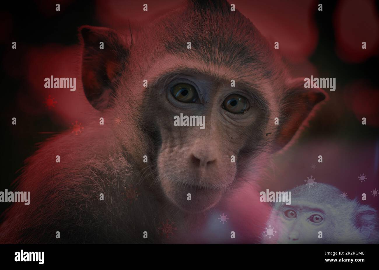 Concept d'éclosion de variole du singe. La varicelle est causée par le virus de la variole du singe. La variole du singe est une maladie zoonotique virale. Virus transmis aux humains par les animaux. Les singes peuvent abriter le virus et infecter les gens. Banque D'Images