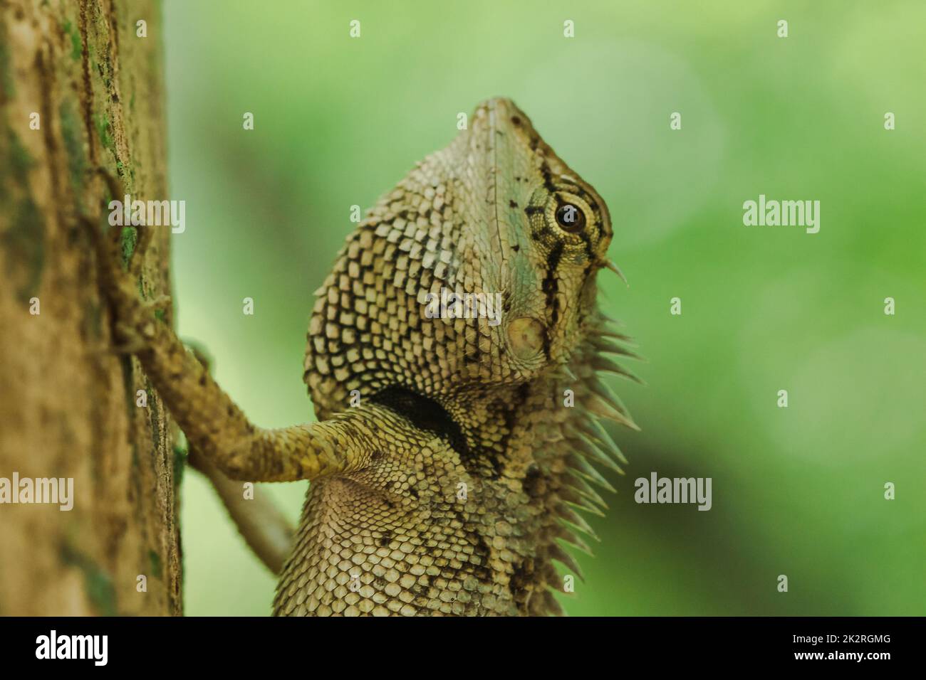 Les lézards jaunes sur les arbres sont colorés en harmonie avec la nature. Banque D'Images