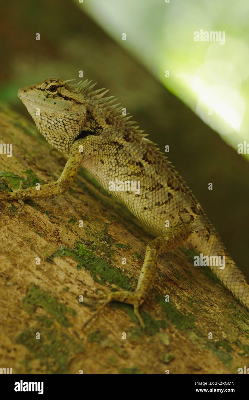 Les lézards jaunes sur les arbres sont colorés en harmonie avec la nature. Banque D'Images