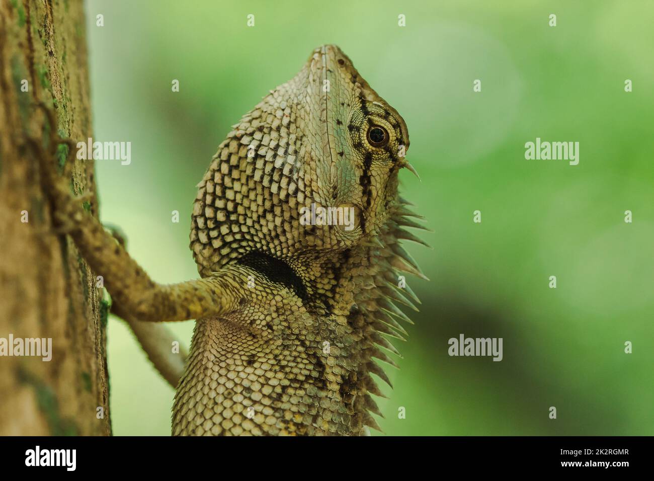 Les lézards jaunes sur les arbres sont colorés en harmonie avec la nature. Banque D'Images