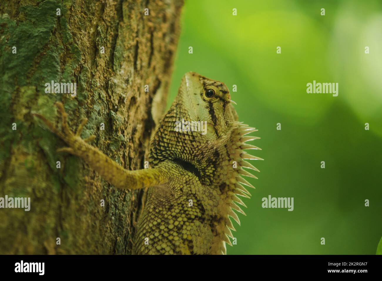 Les lézards jaunes sur les arbres sont colorés en harmonie avec la nature. Banque D'Images