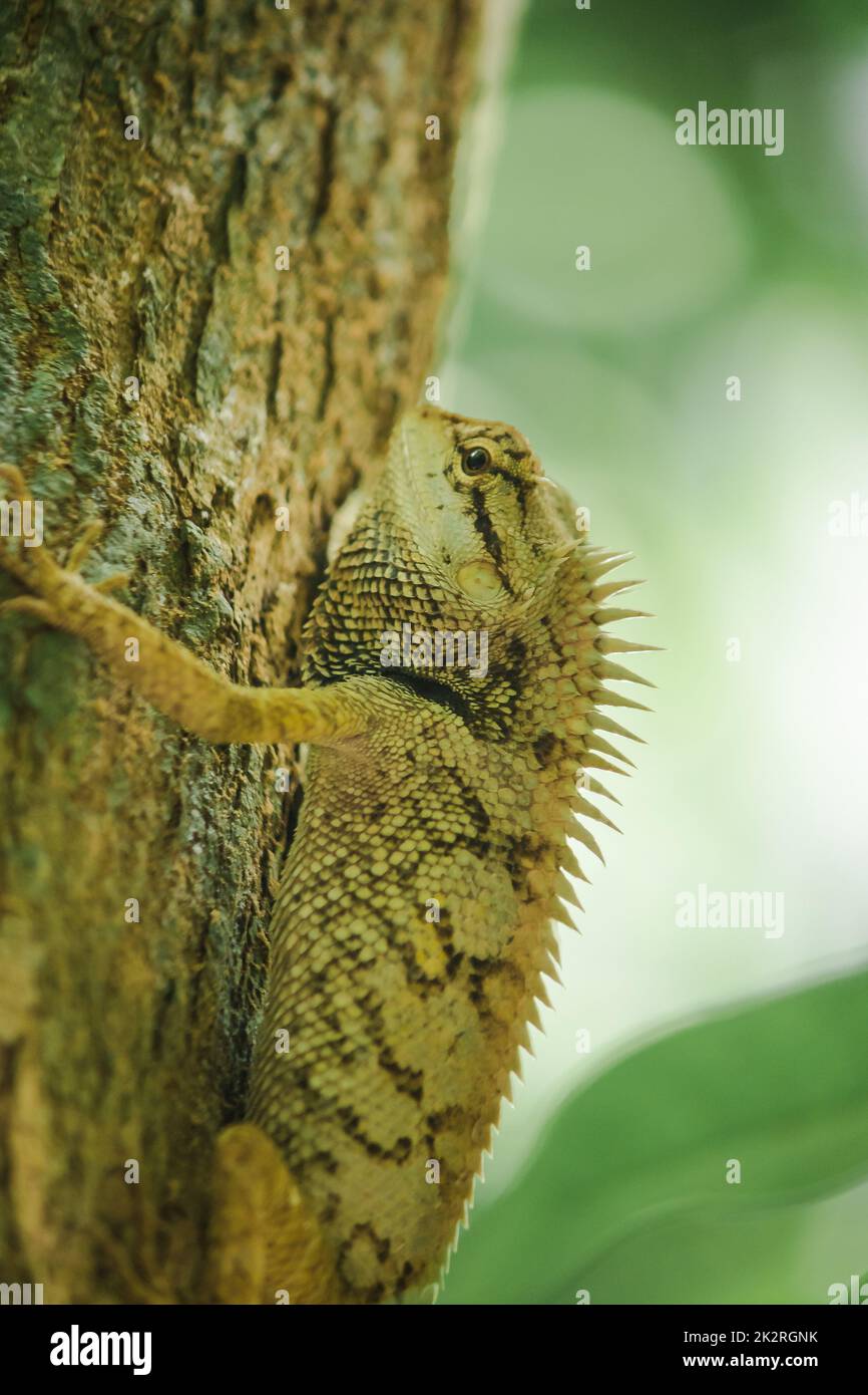 Les lézards jaunes sur les arbres sont colorés en harmonie avec la nature. Banque D'Images