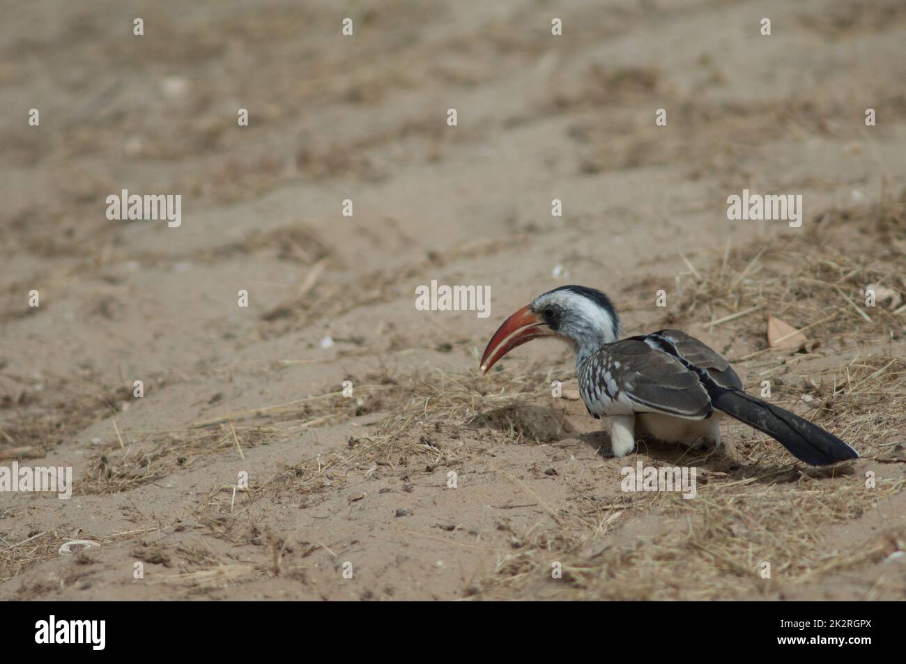 Charme à bec rouge du Nord Tockus erythrorhynchus kempi sur le sable. Banque D'Images