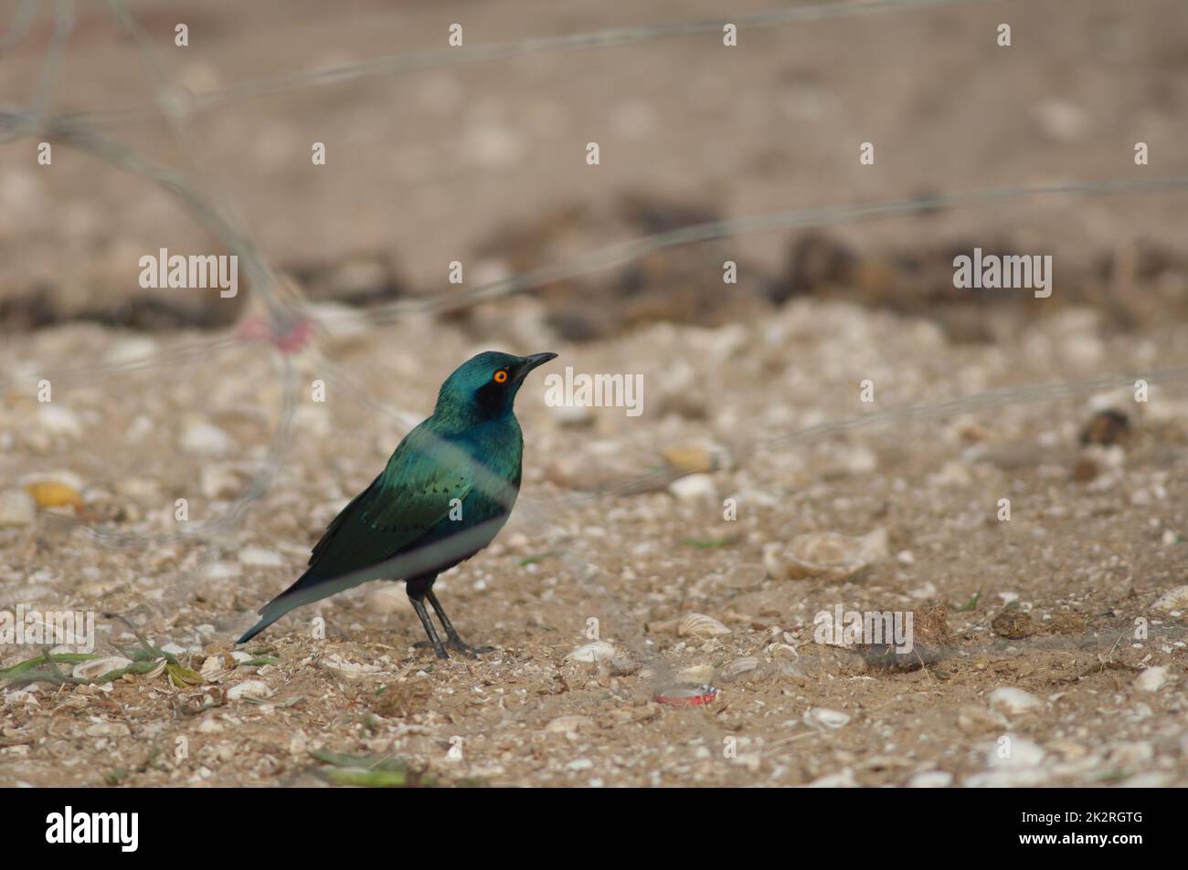 Moins bleu-éred Starling derrière une grille métallique. Banque D'Images