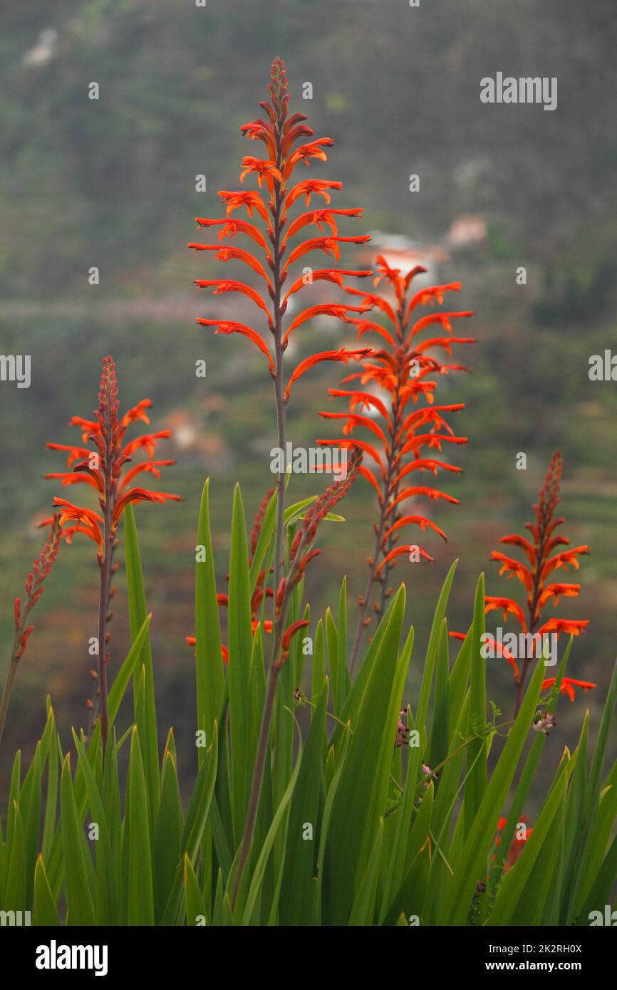 Drapeau africain, également connu sous le nom de Chasmanthe floribunda sur l'île de Madère, Portugal Banque D'Images