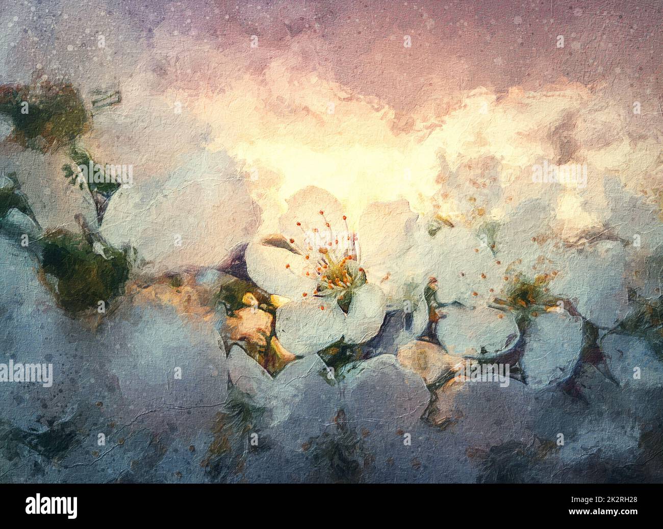 Peinture de cerisier en fleurs. Gros plan fleuri sur fond de coucher de soleil. Beauté printanière saisonnière Banque D'Images