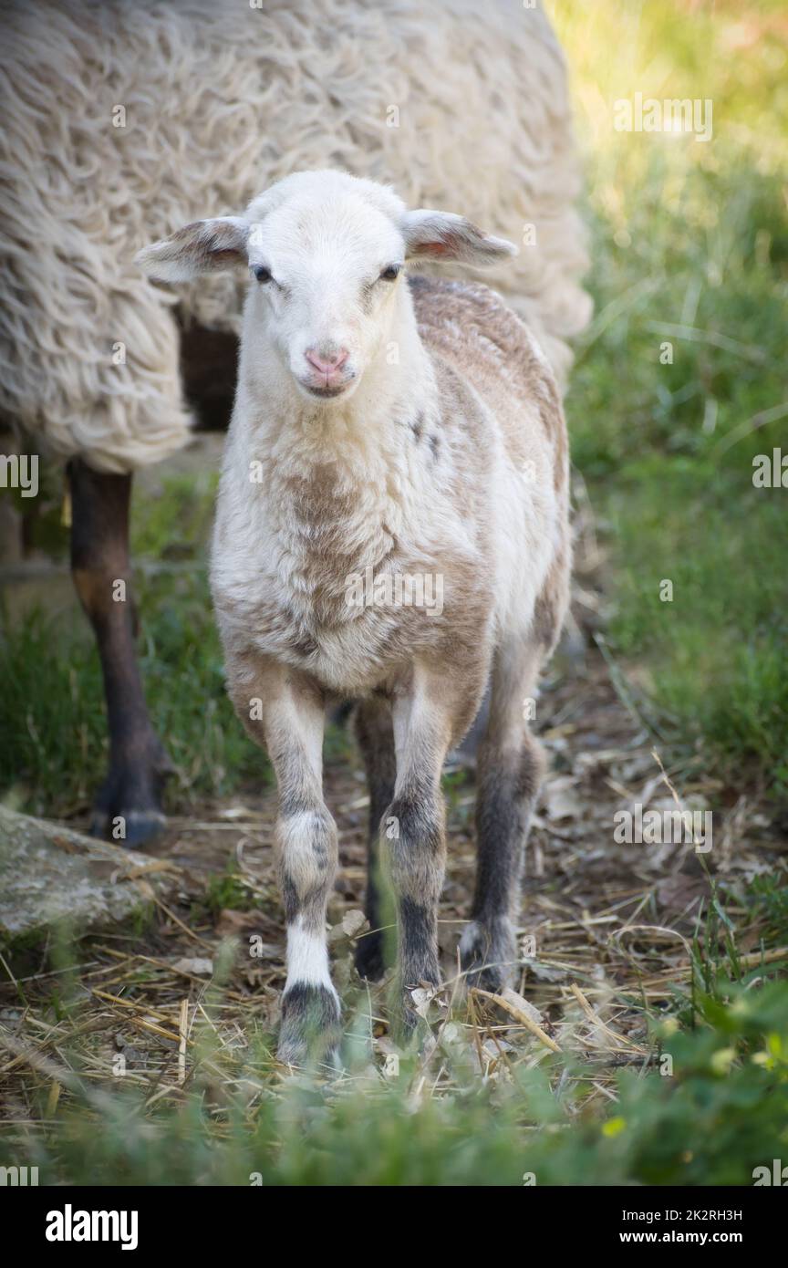 Un mignon agneau de trois couleurs à côté de sa mère Banque D'Images