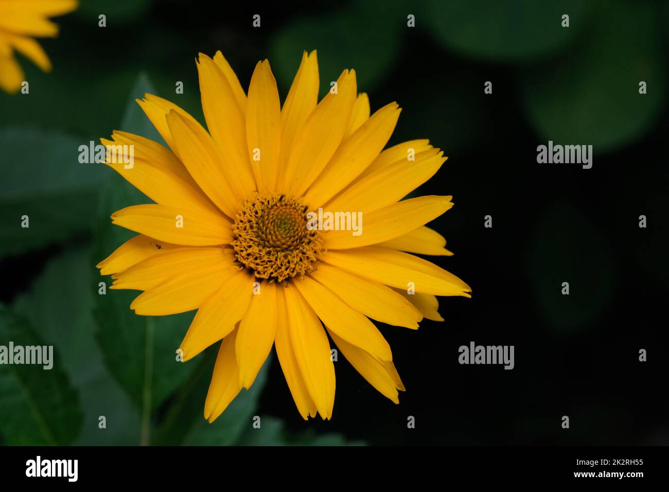 Gros plan sur l'œilleton (Heliopsis helianthoides) Banque D'Images