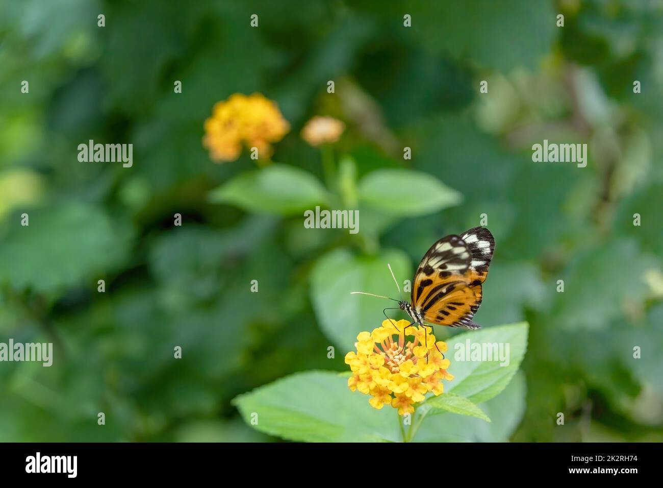 Papillon monarque vu du côté. Banque D'Images
