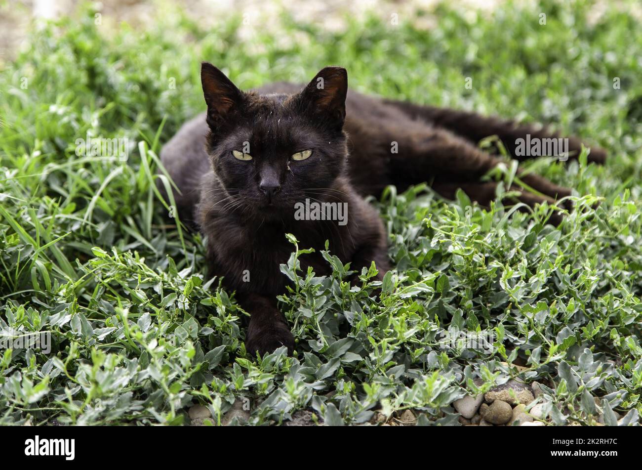 Chat noir dans l'herbe Banque D'Images